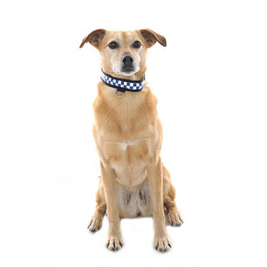 Buy Equisafety Reflective LED Flashing Dog Collar| Online for Equine