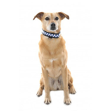 Buy Equisafety Reflective LED Flashing Dog Collar| Online for Equine