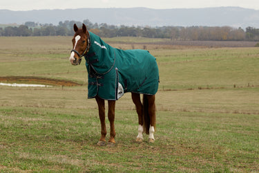 Weatherbeeta Comfitec Plus Dynamic Turnout Detach-A-Neck 100G Forest Green/ Navy