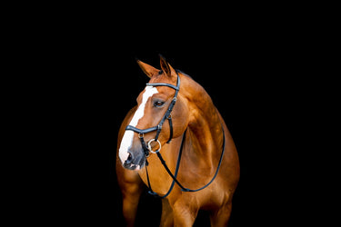 Buy the Horseware Ireland Micklem 2 Diamante Competition Bridle| Online for Equine