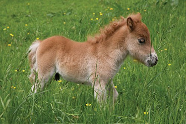 Buy Country Greeting Cards| Online for Equine