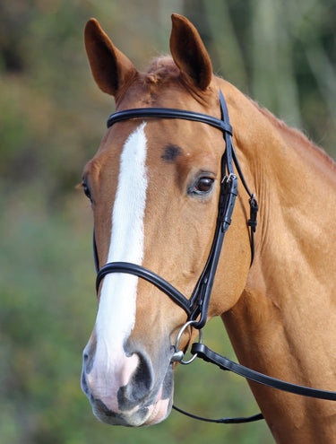 Shires Aviemore Raised Cavesson Bridle