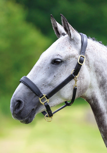 Shires Blenheim Leather Travel Headcollar