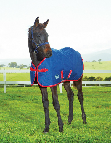 Buy WeatherBeeta 1200D Mediumweight Foal Rug| Online for Equine