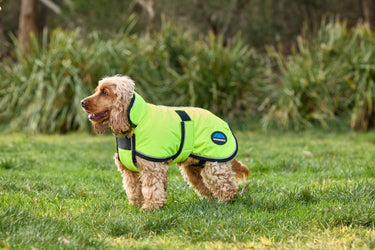 Buy Weatherbeeta Comfitec Reflective 300D Deluxe Showerproof Dog Coat Yellow | Online for Equine