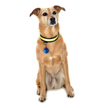 Buy Equisafety Reflective LED Flashing Dog Collar| Online for Equine