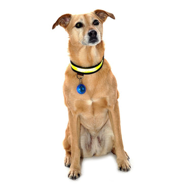 Buy Equisafety Reflective LED Flashing Dog Collar| Online for Equine