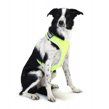 Buy Equisafety LED Flashing Hi Vis Reflective Dog Harness| Online for Equine